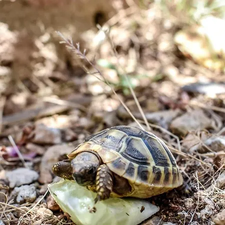 Blue Swan - - - Netflix *