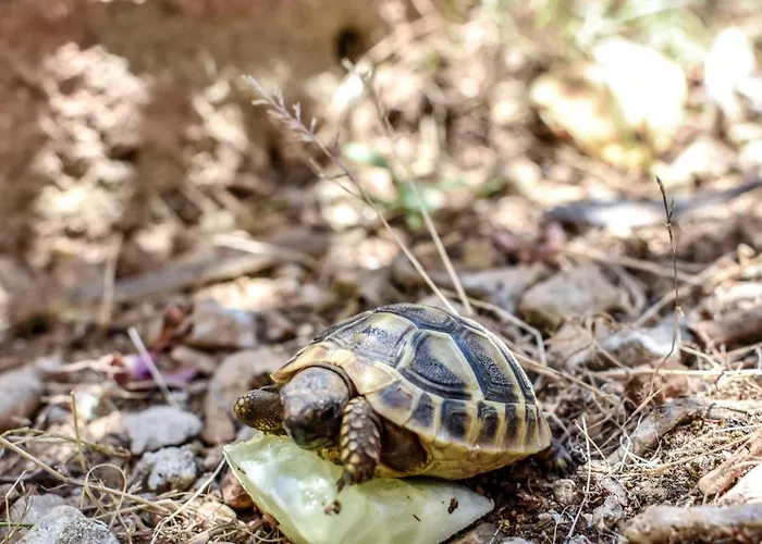 Blue Swan - - - Netflix *